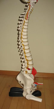 spine model sitting